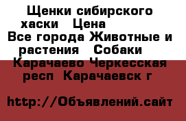 Щенки сибирского хаски › Цена ­ 12 000 - Все города Животные и растения » Собаки   . Карачаево-Черкесская респ.,Карачаевск г.